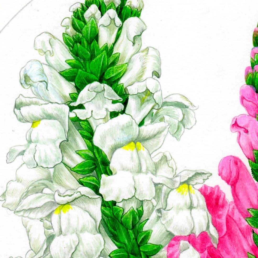 【絵画】ボタニカルアート　「キンギョソウ」原画