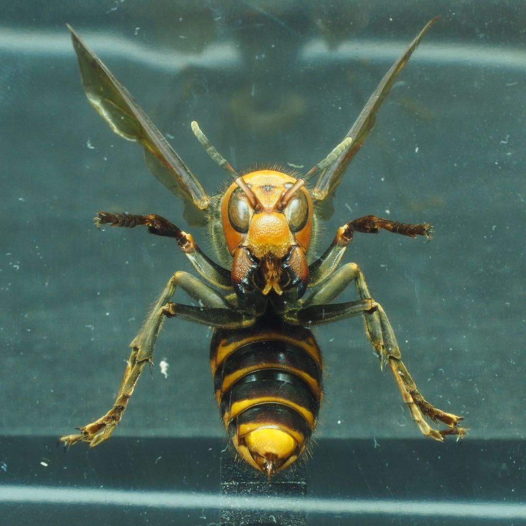 オオスズメバチ　女王蜂　立体標本2505