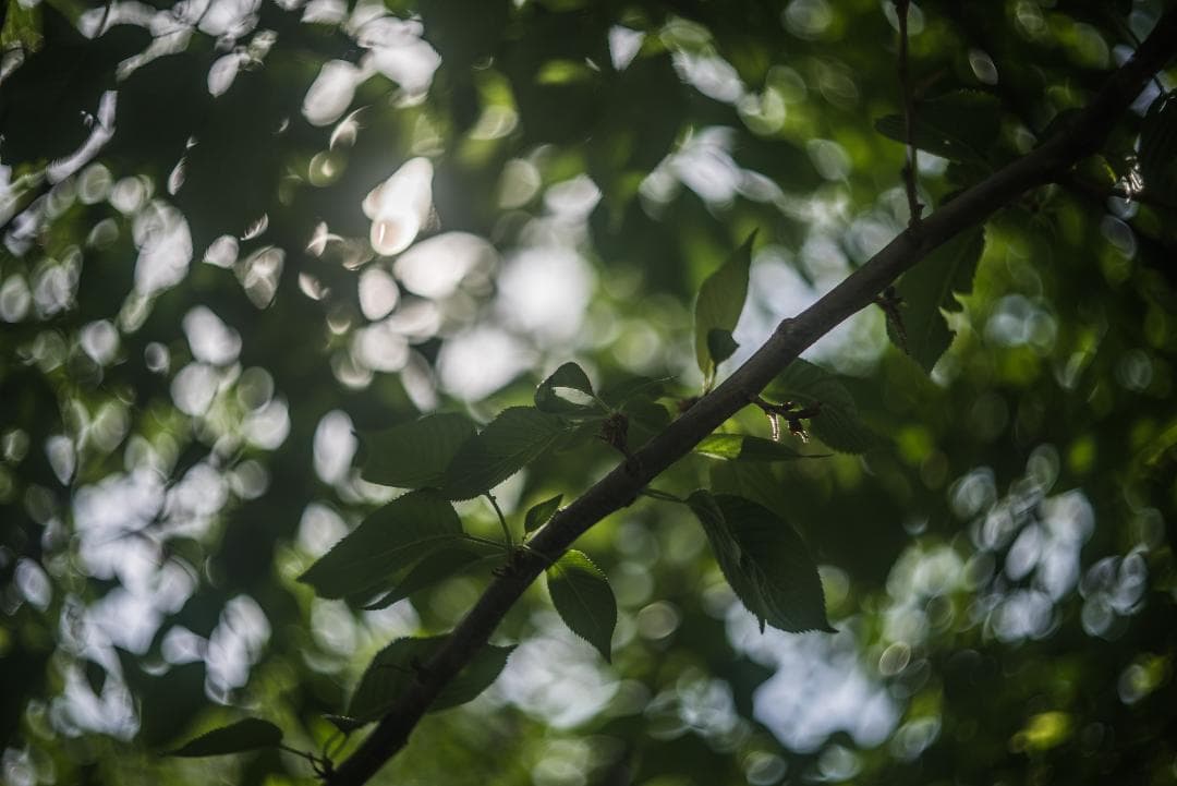 良品！山崎ズマール！Leica Bluecoted Summar 50mm F2