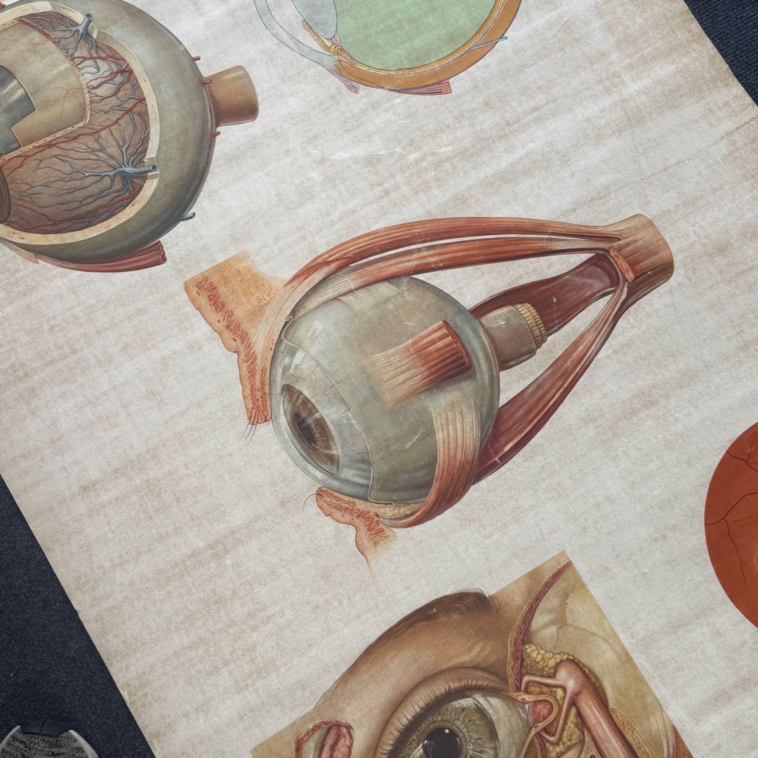 眼球解剖図 掛軸 昭和レトロ￼