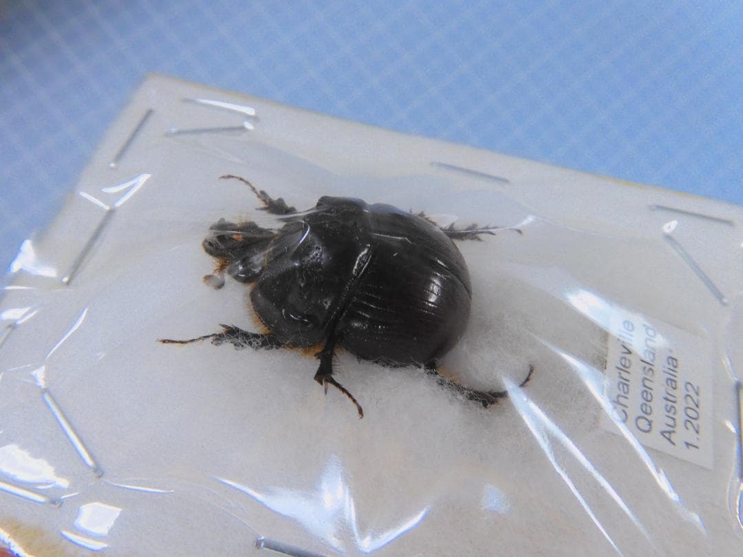 標本 Australia Blackburnium s.p 24mm