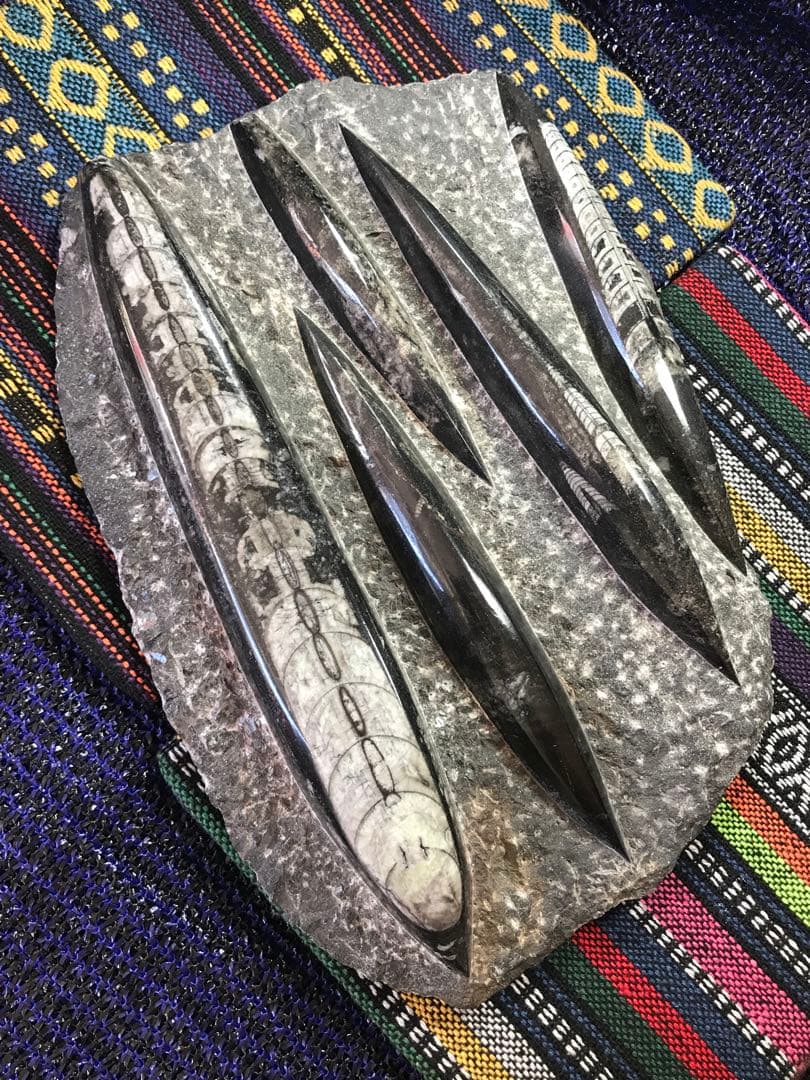 ◉モロッコ産【オルソセラス群/直角貝群】古生代デボン紀/化石[001