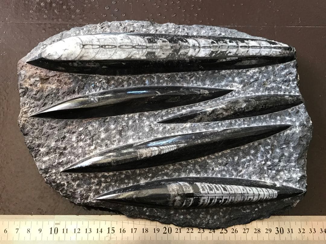 ◉モロッコ産【オルソセラス群/直角貝群】古生代デボン紀/化石[001