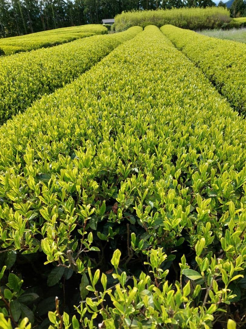 2025年 静岡県産 新茶 100g×30袋