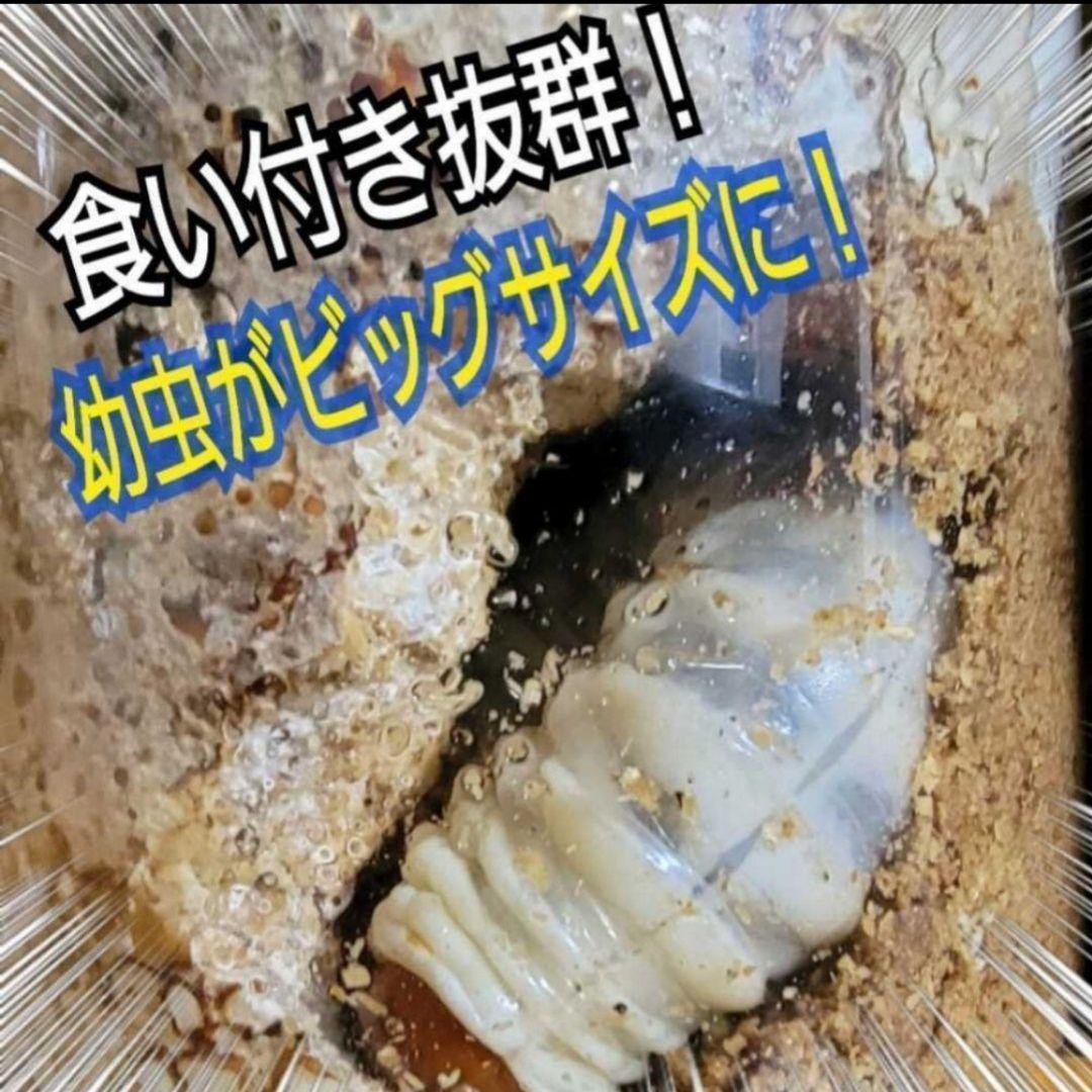 極上！ヒマラヤひらたけ菌糸瓶　800ml【10本】ニジイロクワガタにお薦め！