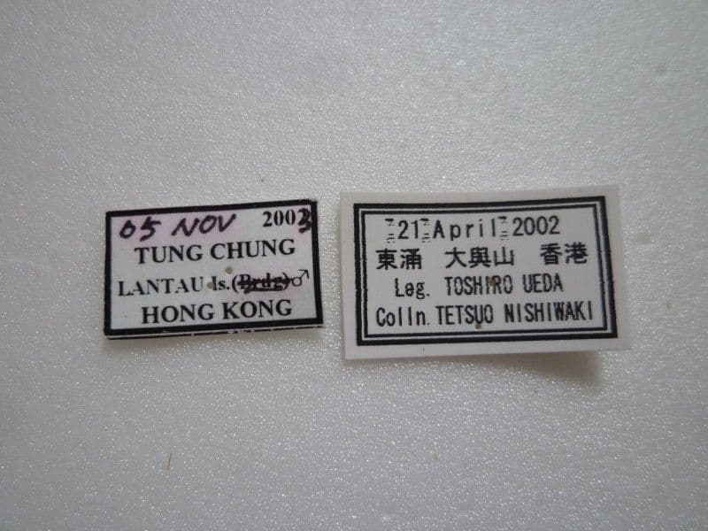 【外国産蝶標本】ルリボシタテハモドキ♀♂/香港産/♀53mm♂49mm