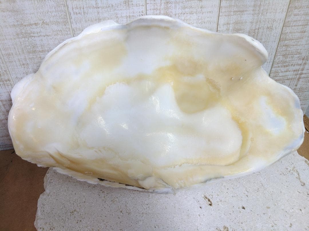 ☆オオシャコガイ☆　激レア沖縄産！