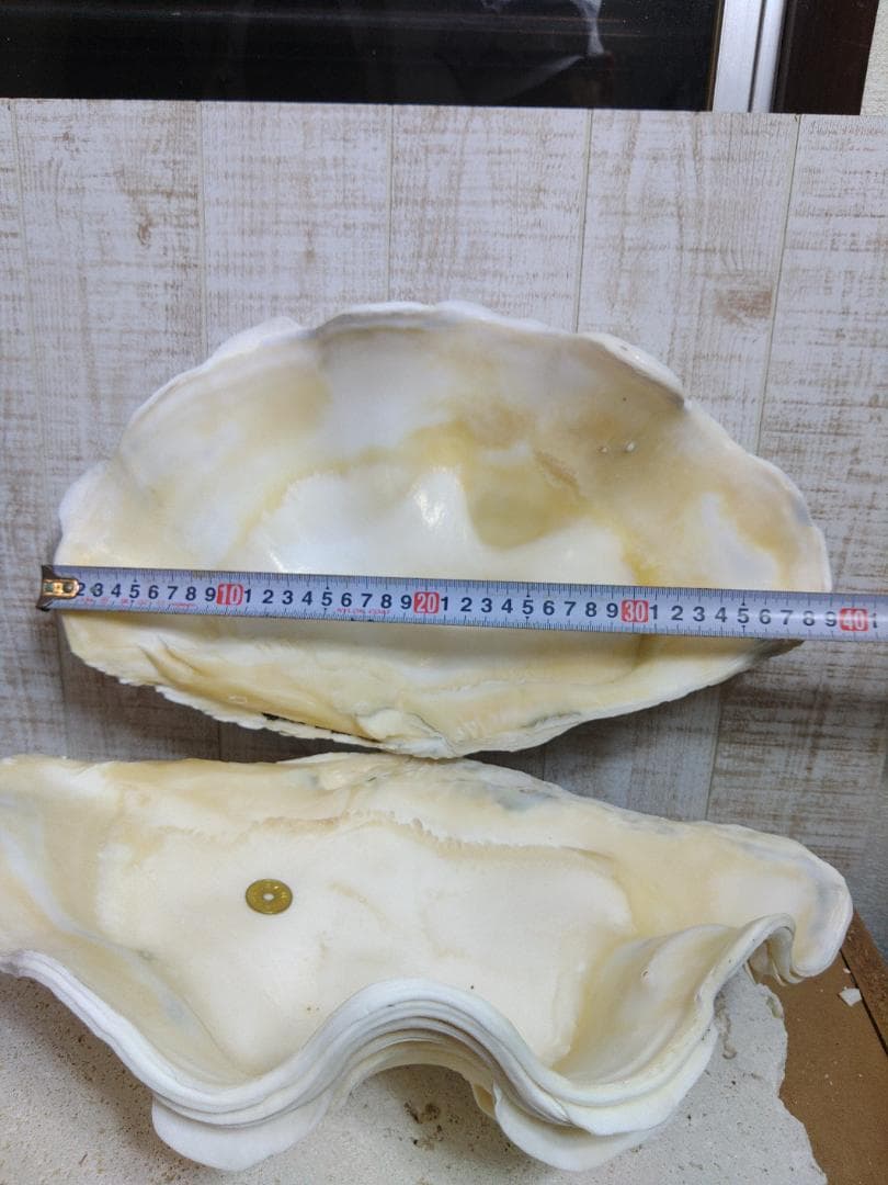 ☆オオシャコガイ☆　激レア沖縄産！