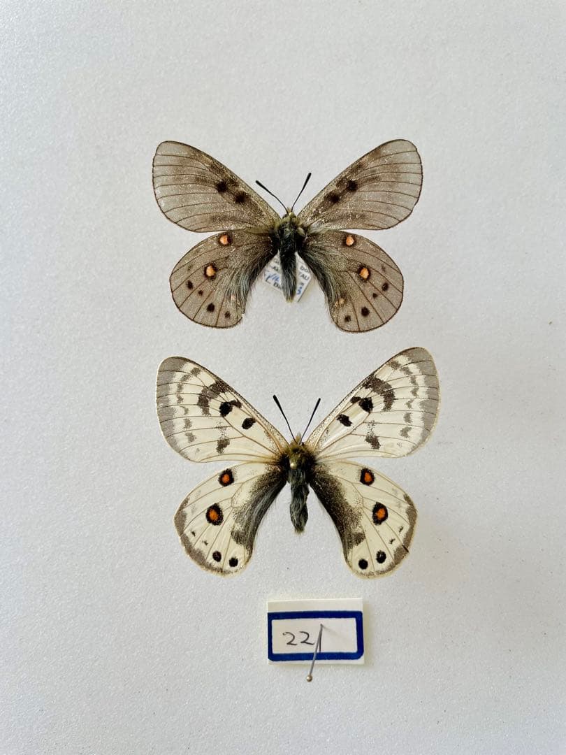 【黒化型】パルナシウス・デルフィウス（1ペア、ロシア産）