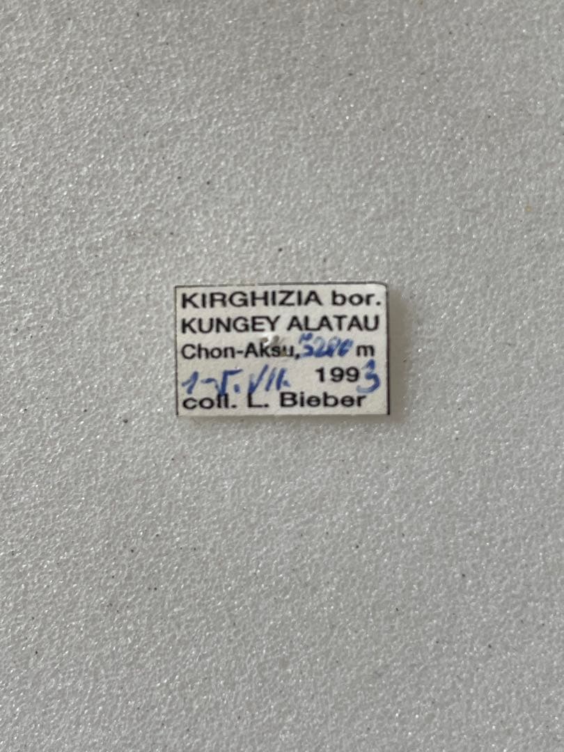 【黒化型】パルナシウス・デルフィウス（1ペア、ロシア産）