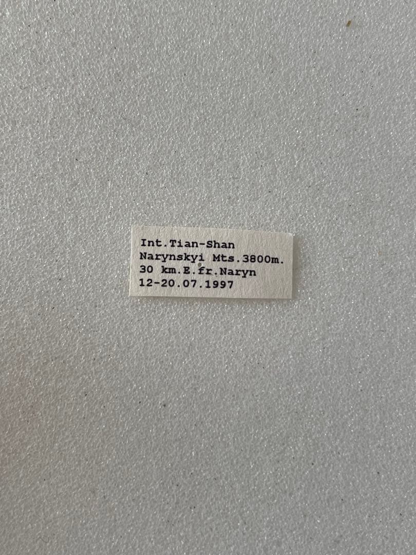 【黒化型】パルナシウス・デルフィウス（1ペア、ロシア産）