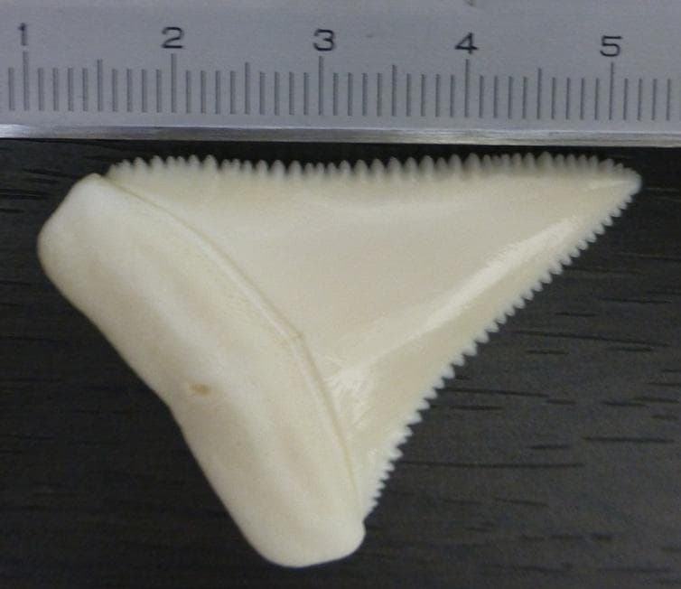 ホホジロザメ（Carcharodon carcharias）の歯 44.3ｍｍ