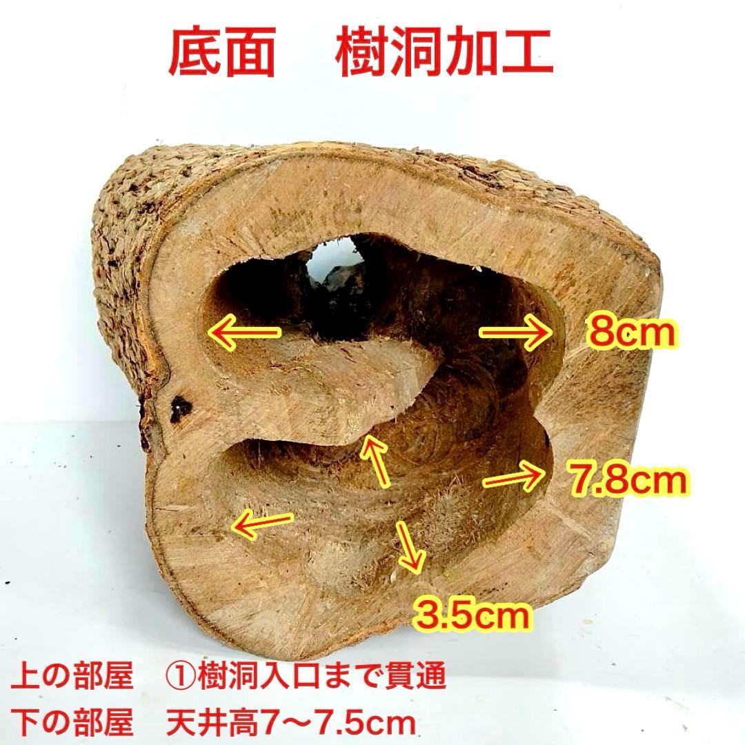 あ様 リクエスト 2点 まとめ商品　隠れ家　樹洞　クワリウム　エサ皿　クワガタ