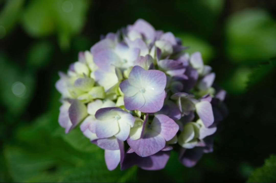 【名レンズ良品】タムロンSP90mmF2.8マクロ アダプトールⅡ NikonF