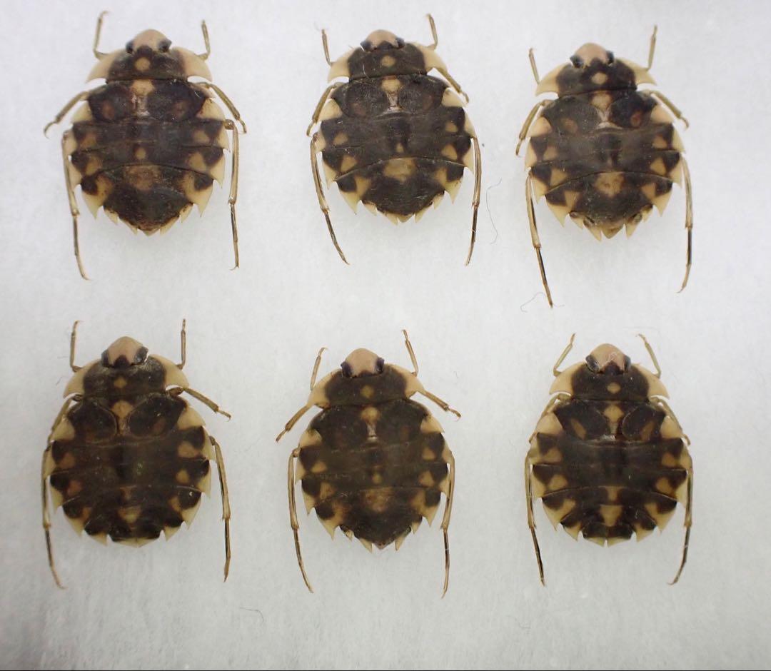 トゲナベブタムシ 6匹