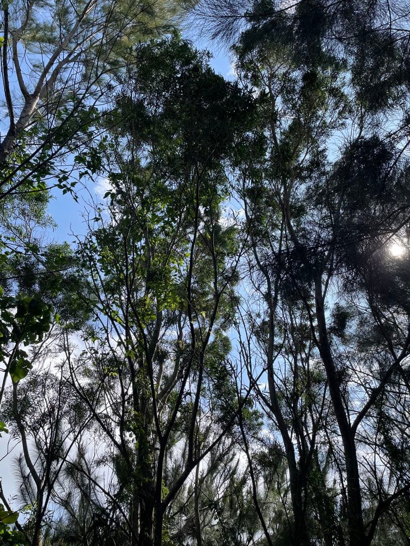 アカシア　Acacia ソウシジュ　相思樹　根皮100% 100g