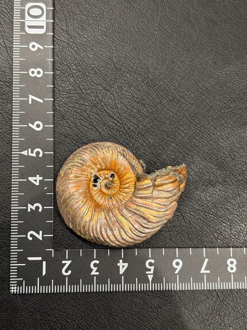 化石　クエンステッドセラス　アンモナイト