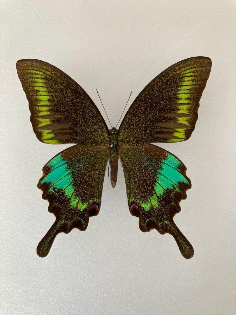 【蝶標本】ポリクトール（1オス・インド北部産）