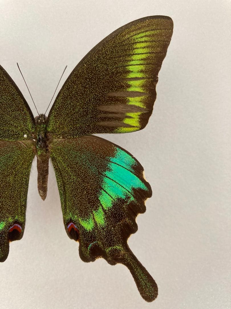 【蝶標本】ポリクトール（1オス・インド北部産）