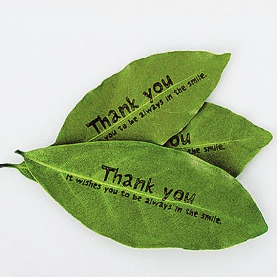 【yossui】ドクターワンデル プラス 6本