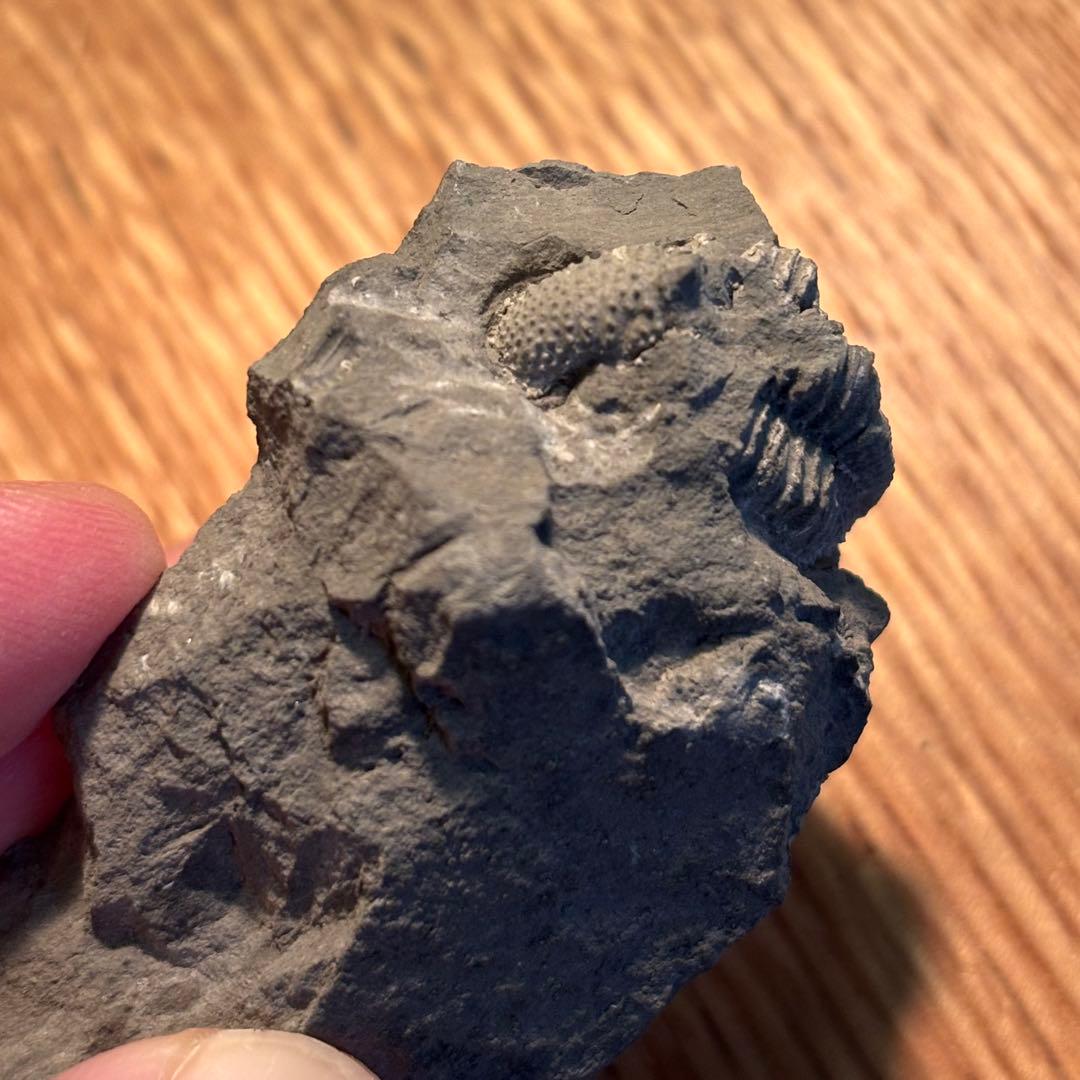 三葉虫 化石 Piltonia kuehnei