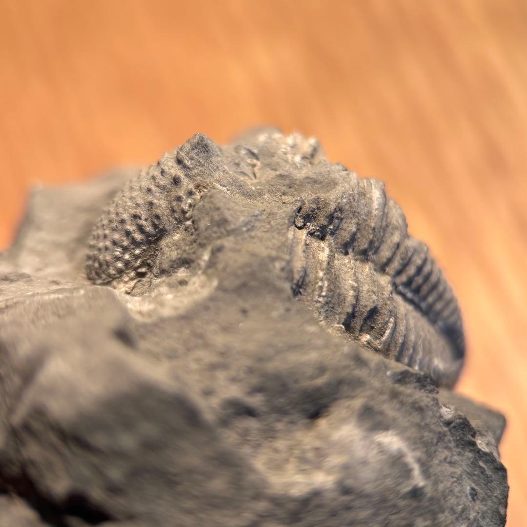 三葉虫 化石 Piltonia kuehnei