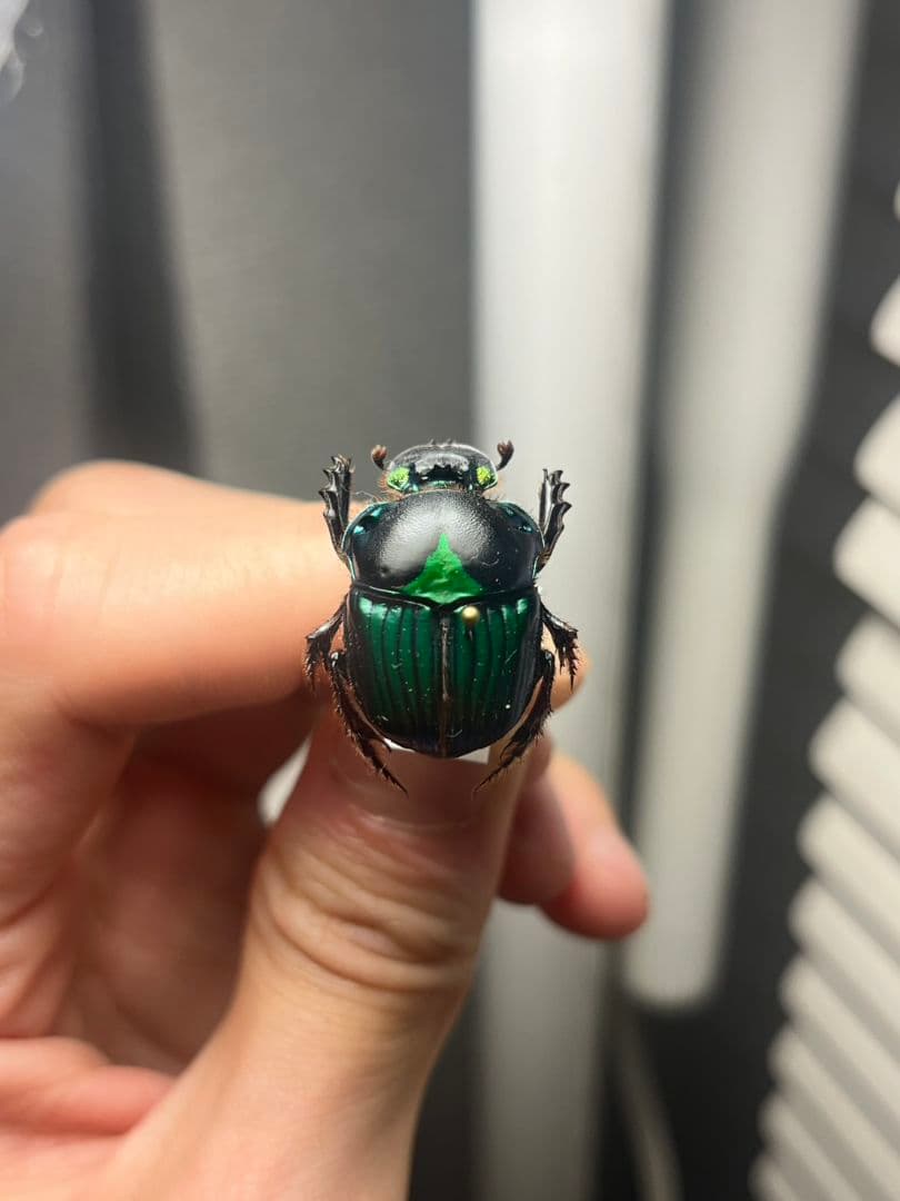 【極美展足】Diabroctis mirabilisダイコクコガネ 24mm♀