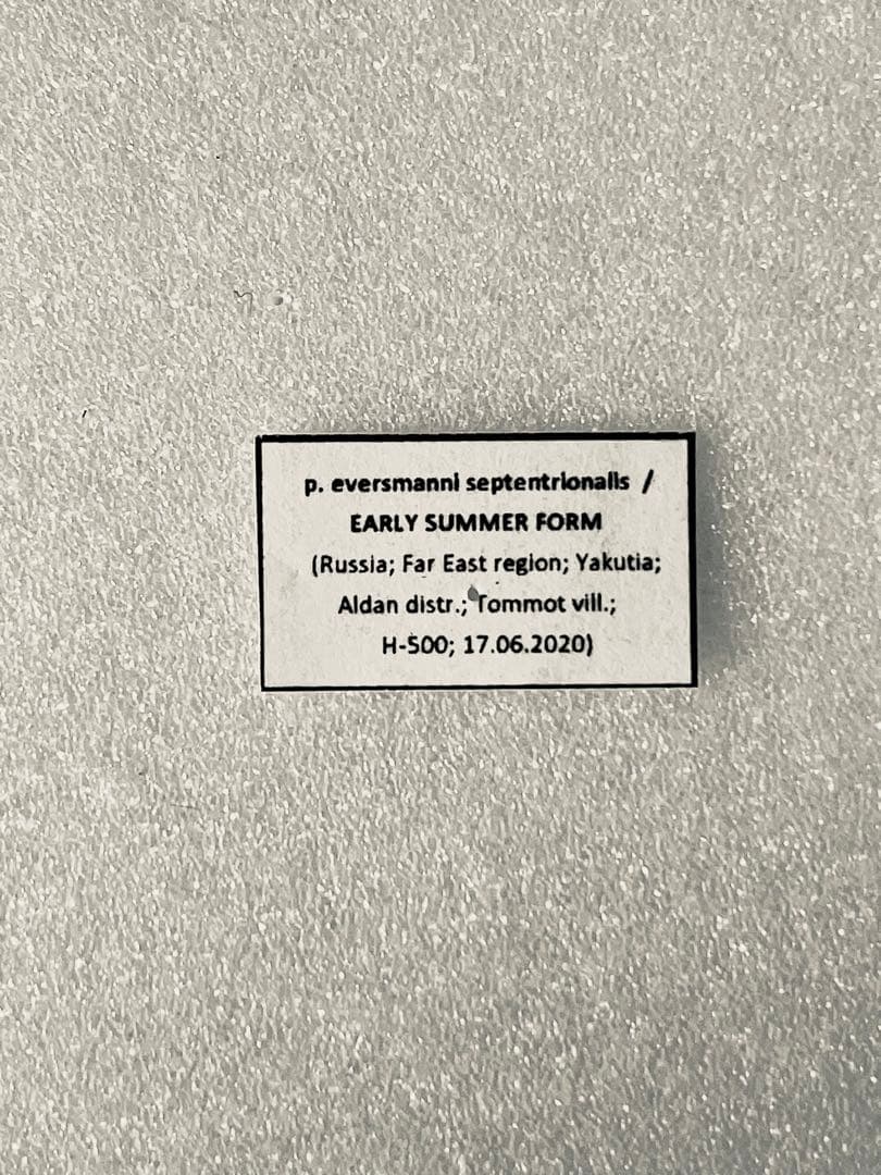 【異常型】パルナシウス・エバースマニ（1ペア、ロシア/シベリア産）