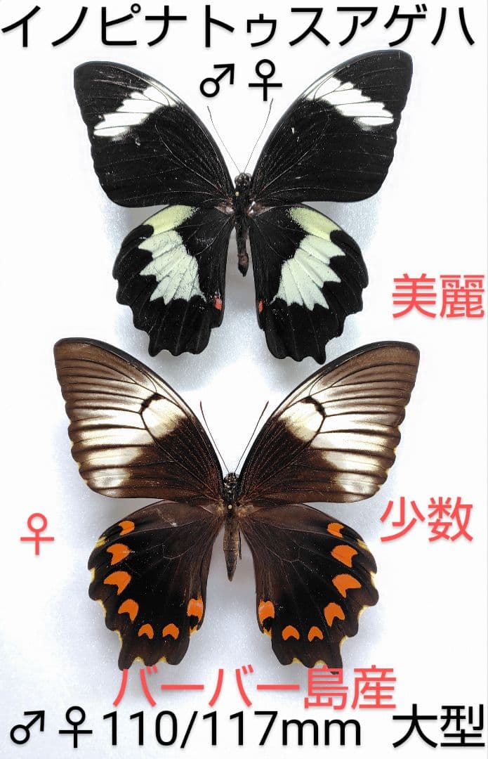 イノピナトゥスアゲハ♂♀標本 ★バーバー島産★大型美麗 110/117mm稀産地