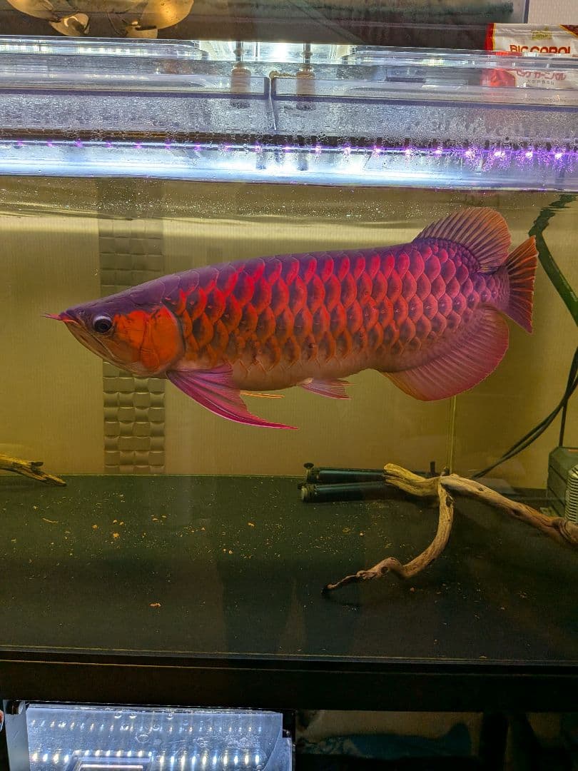 水中LED ゼンスイ　アンダーウォーターled 1500 パーフェクトレッド