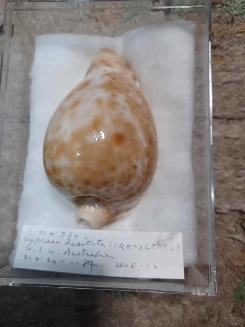 タカラガイ、シロガネダカラ