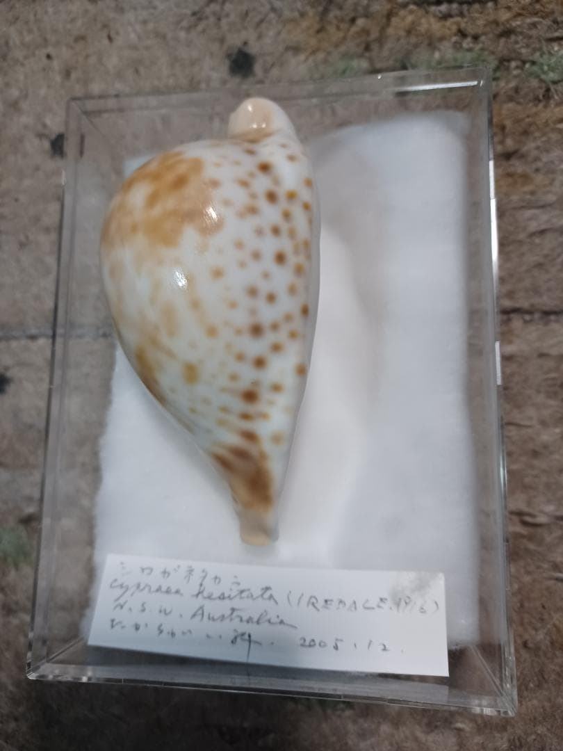 タカラガイ、シロガネダカラ