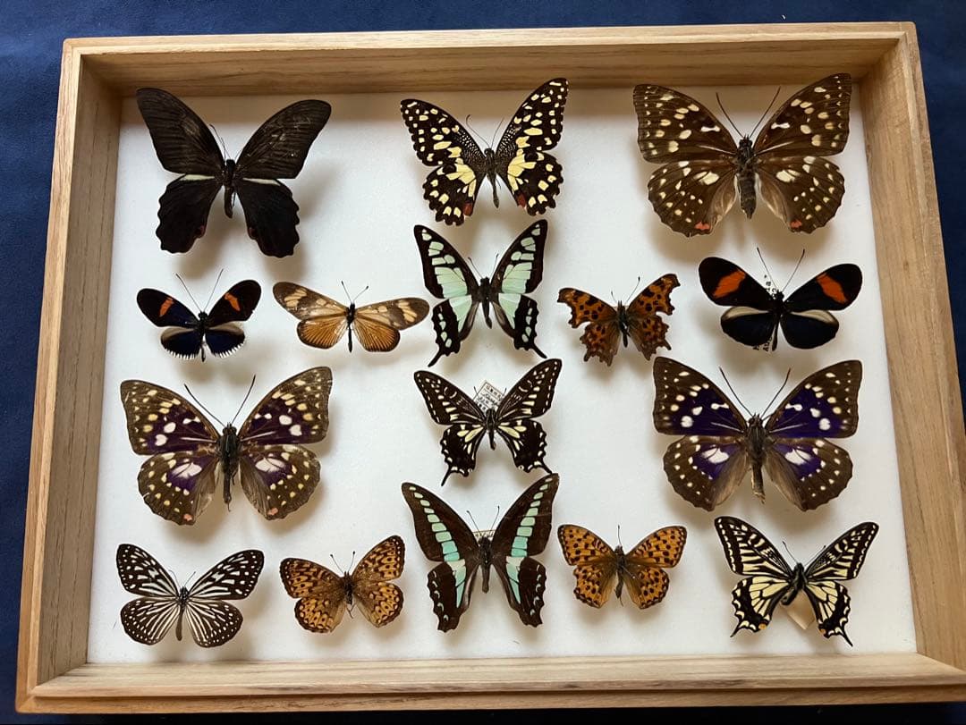 希少蝶の標本 ドイツ木製フレーム付き箱現状品のみ40x30x6cm