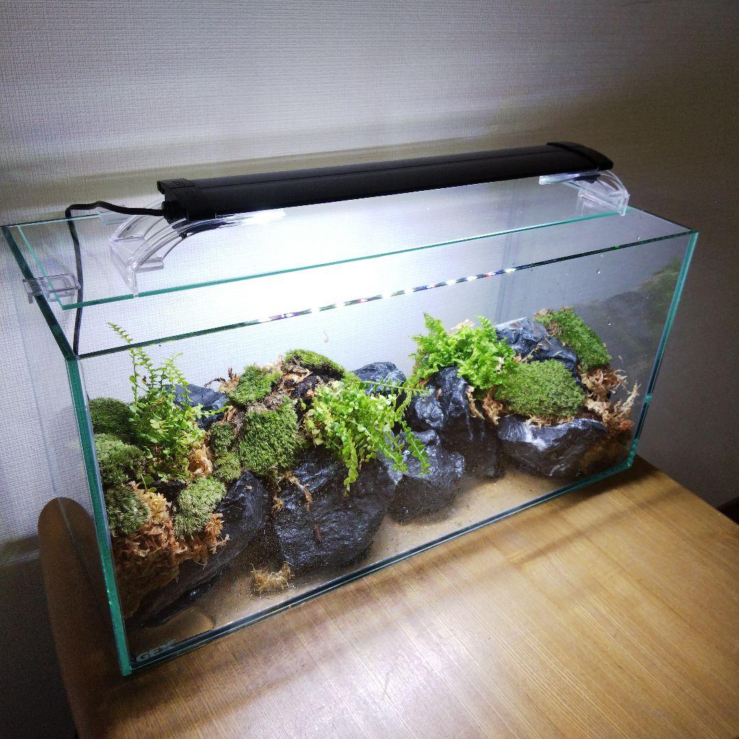 【受注生産】アクアテラリウム　イモリウム　苔テラリウム　テラリウム