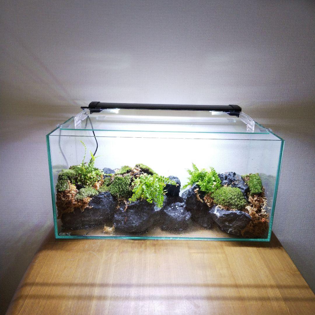 【受注生産】アクアテラリウム　イモリウム　苔テラリウム　テラリウム