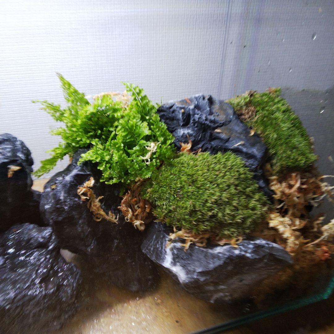 【受注生産】アクアテラリウム　イモリウム　苔テラリウム　テラリウム
