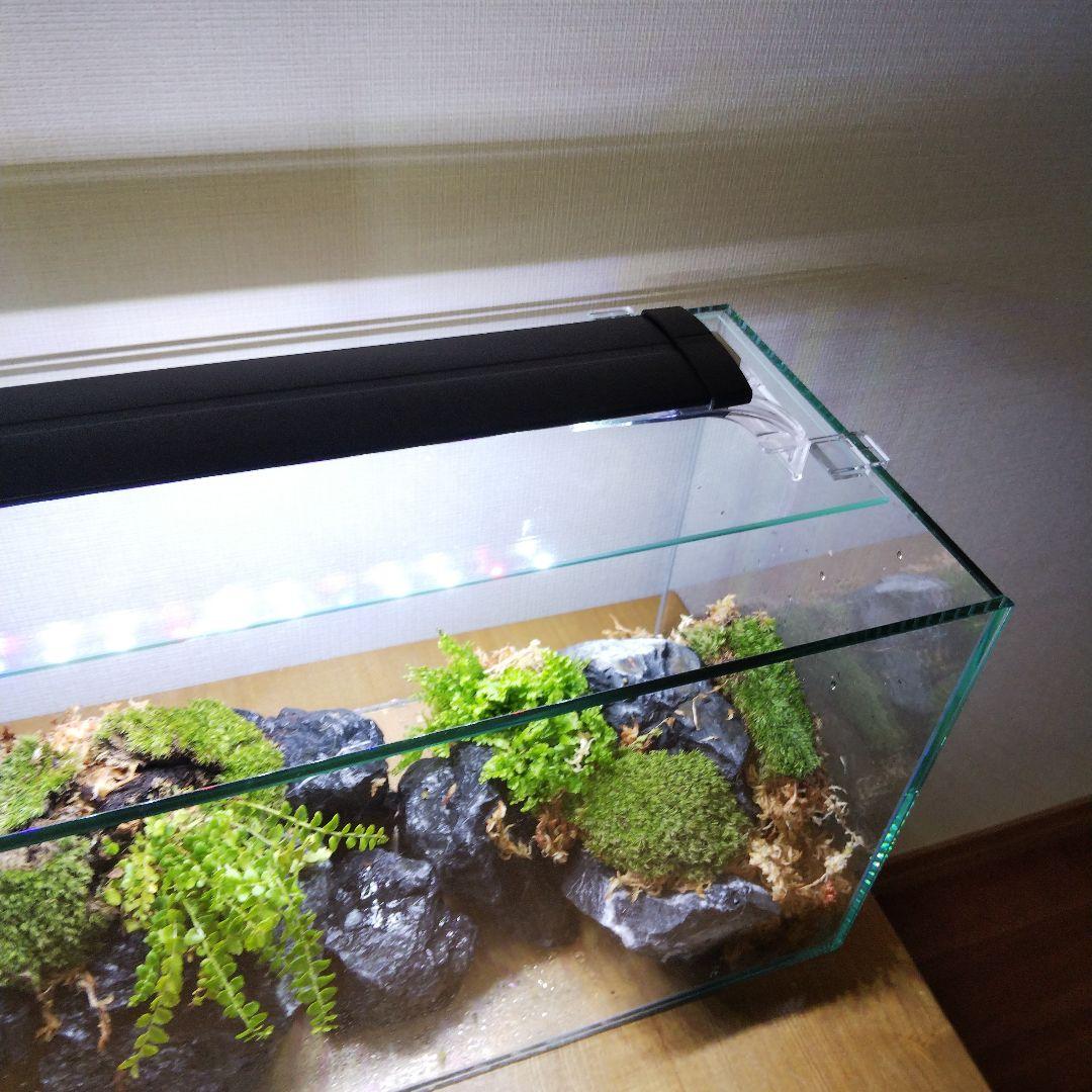 【受注生産】アクアテラリウム　イモリウム　苔テラリウム　テラリウム