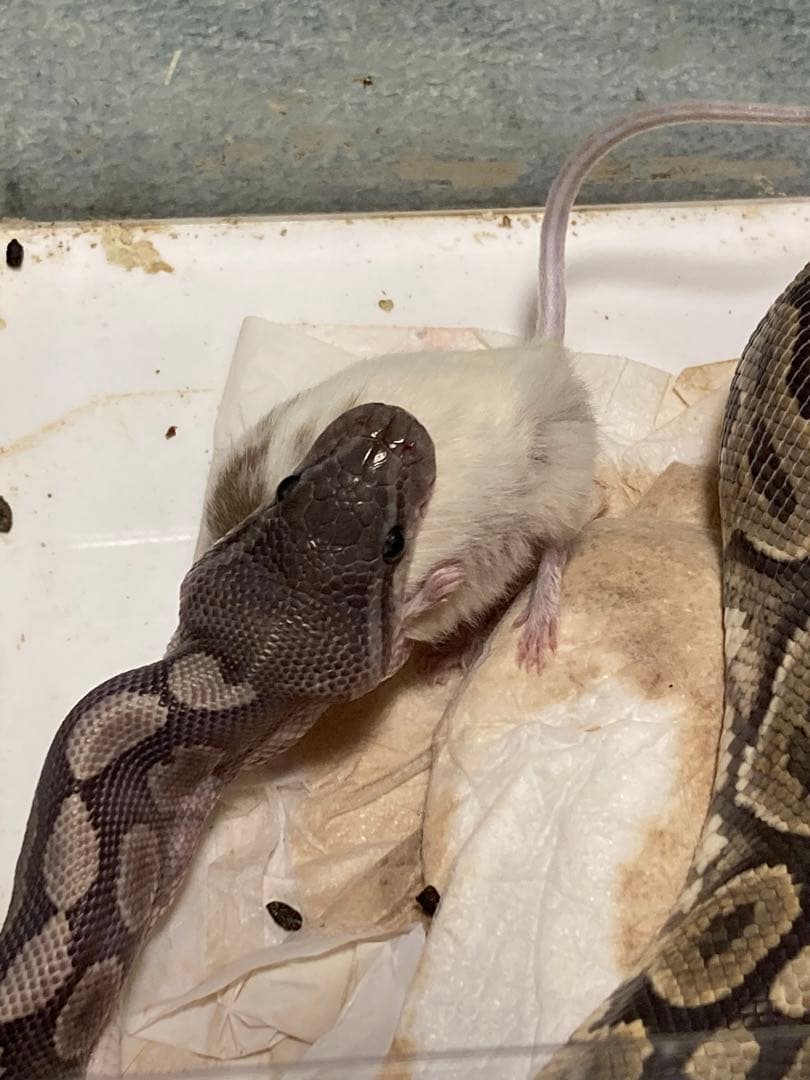 【冷凍】ヤワゲネズミ　Mサイズ20〜40ｇ　５0匹セット【エサ用】