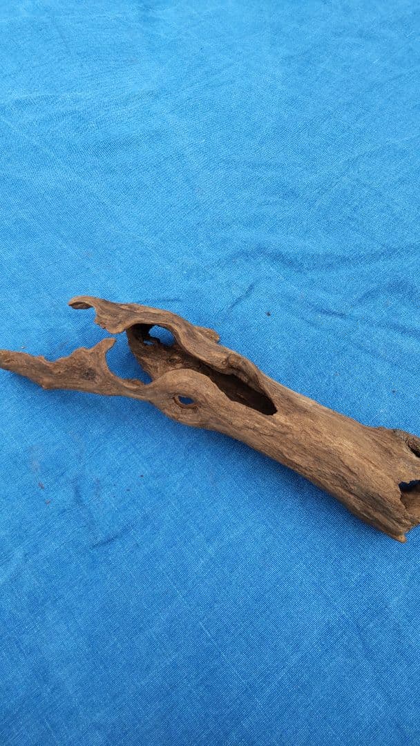 流木  淡水採取