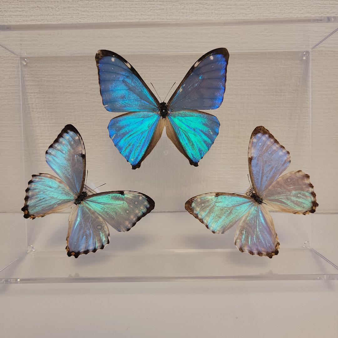 蝶の標本　モルフォの世界(特特1)