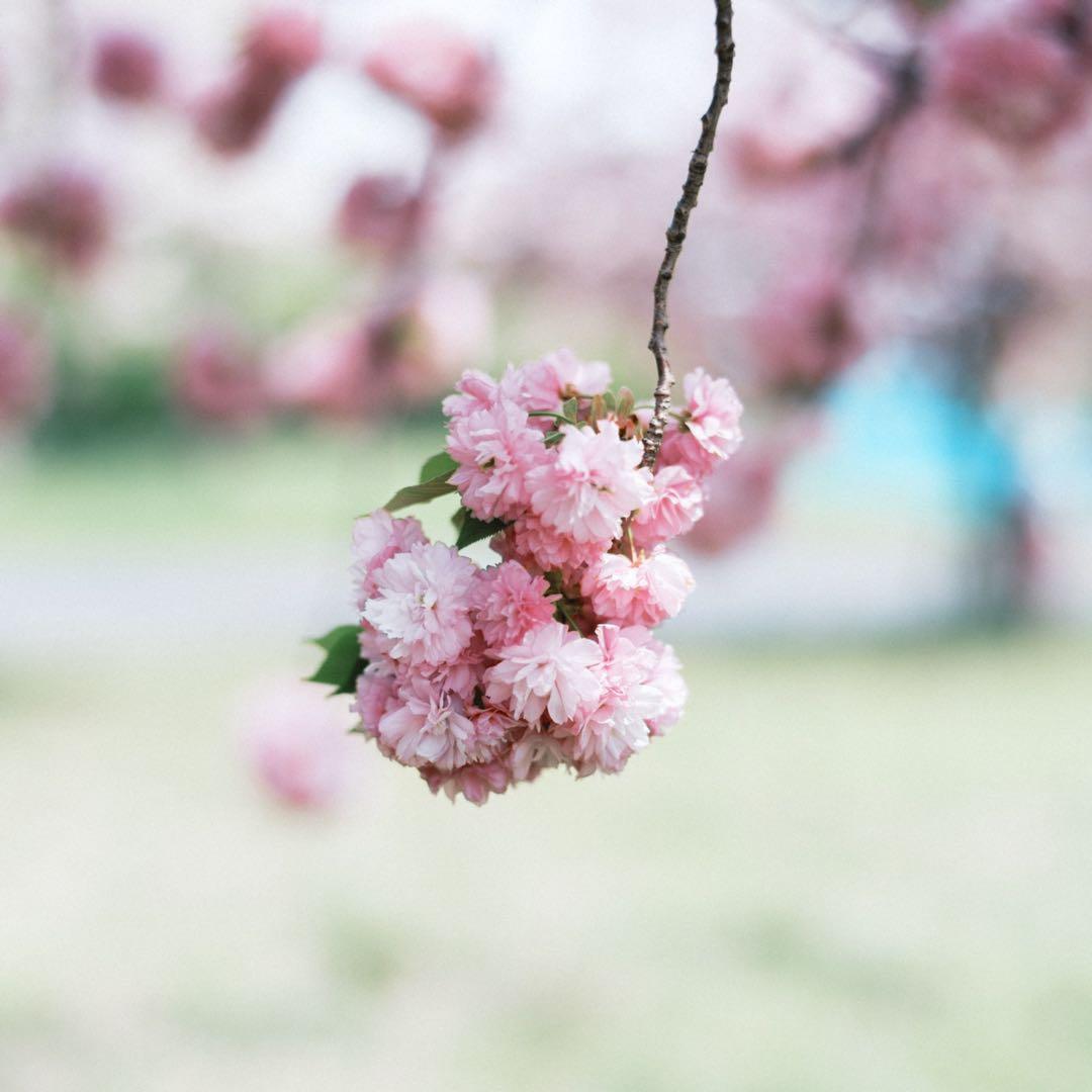 mitakon 中一光学 SPEEDMASTER 65mm F1.4 GFX