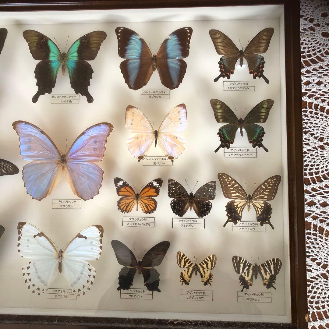 蝶の標本