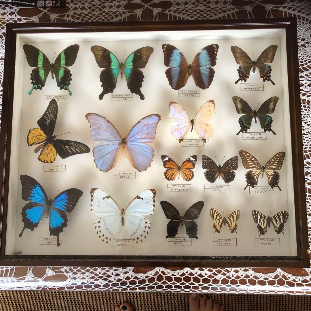 蝶の標本
