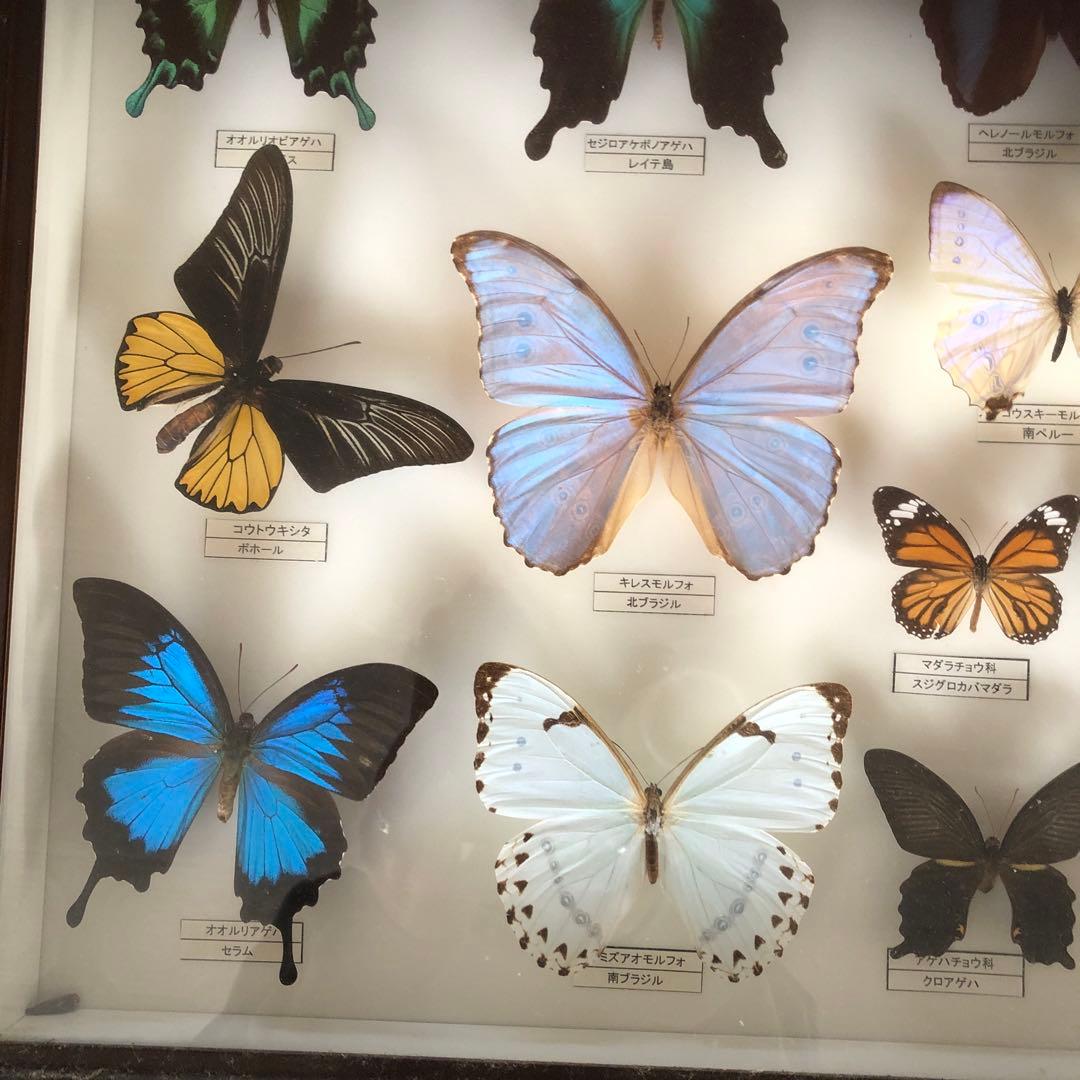 蝶の標本