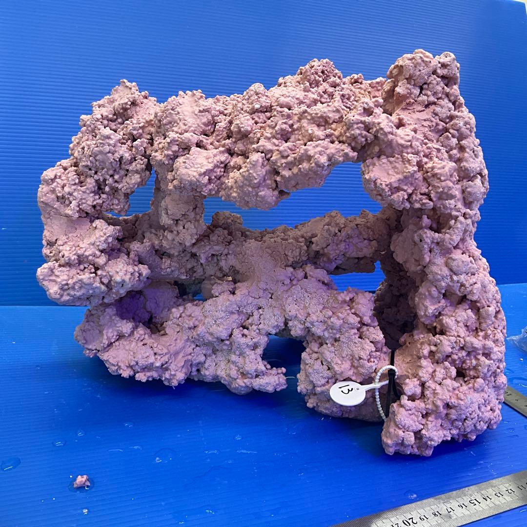 人工ライブロック　No.13 アク抜き済