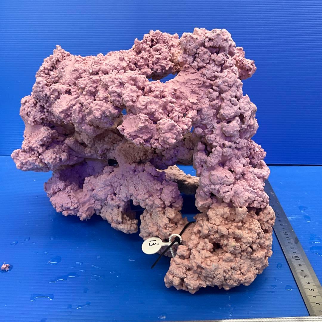 人工ライブロック　No.13 アク抜き済