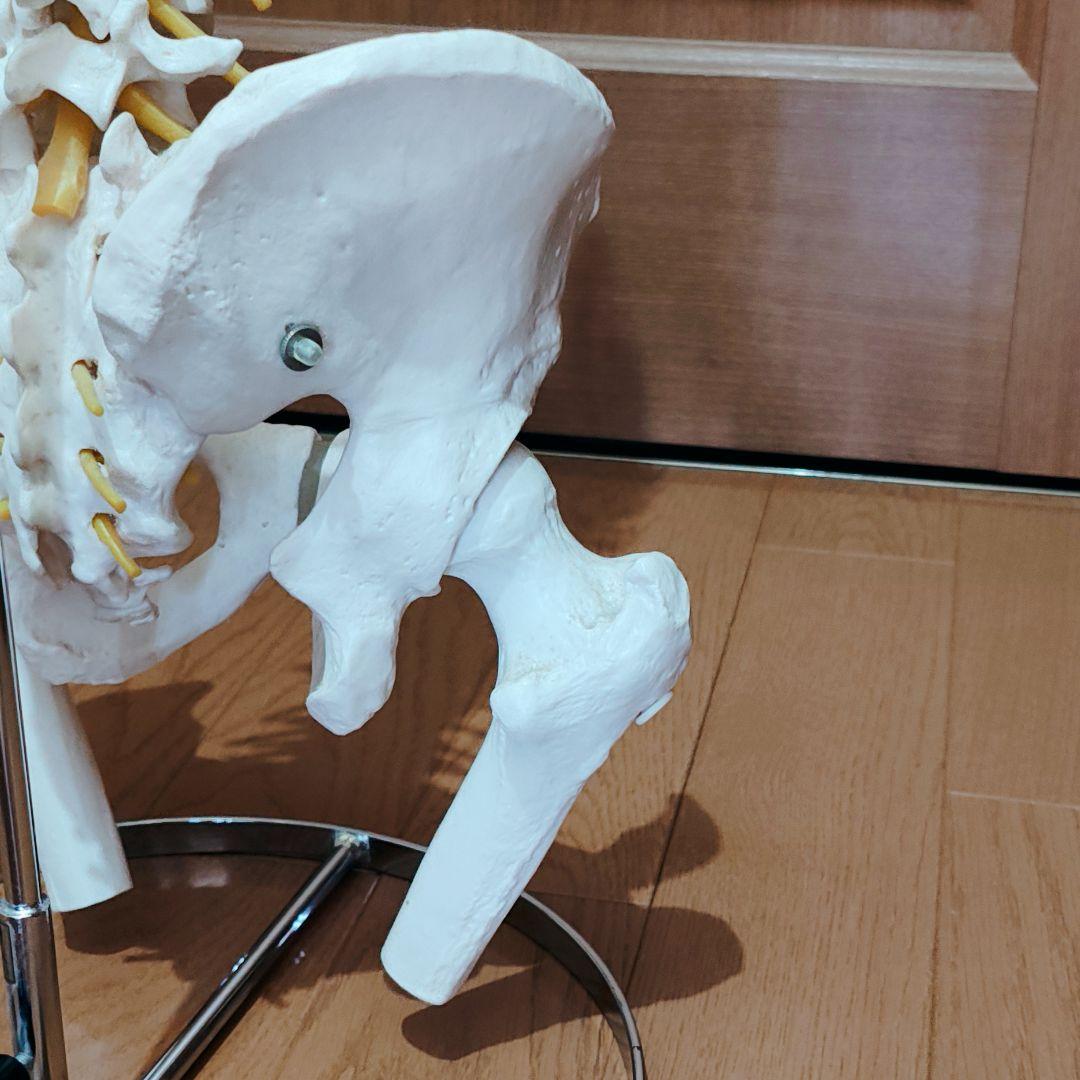 医学玄人 脊椎 骨盤 骨格模型 igakuro スタンド付き