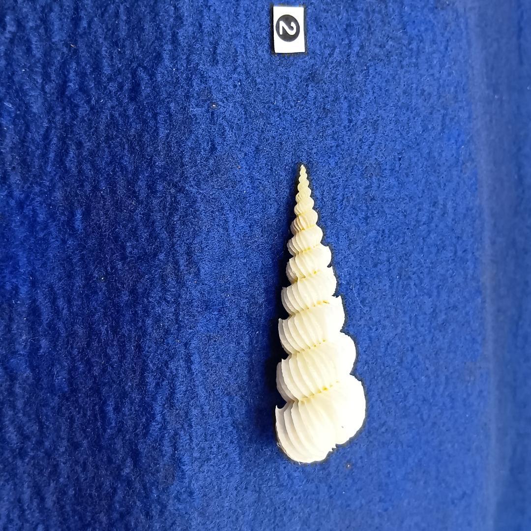 ②-1貝標本ヤエバイトカケ（蓋付）