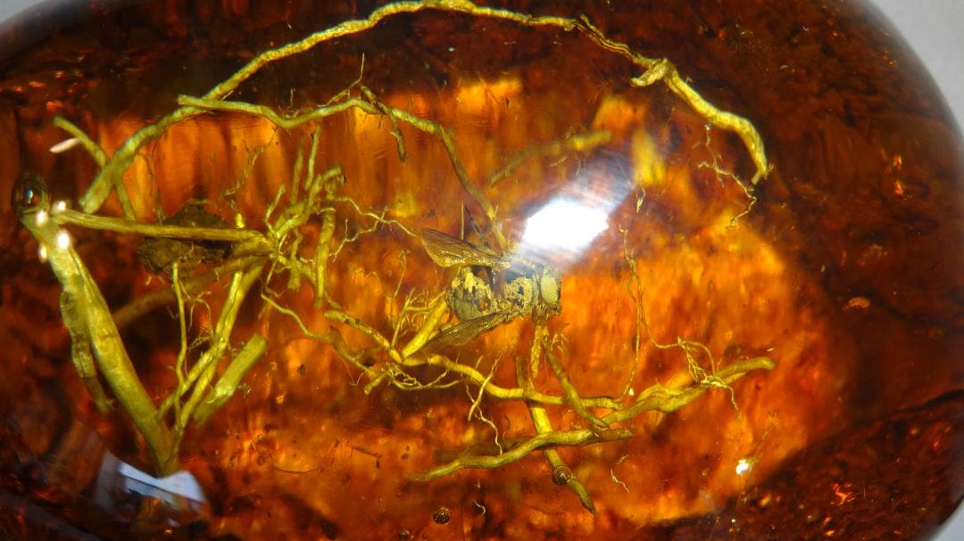 値下げ！！   虫(蜂)入り琥珀 （黒檀製台座付き）