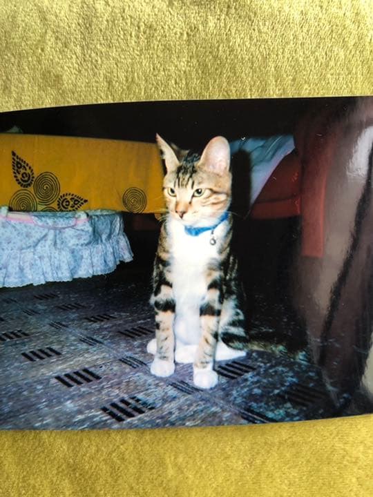 猫主さま専用ページ